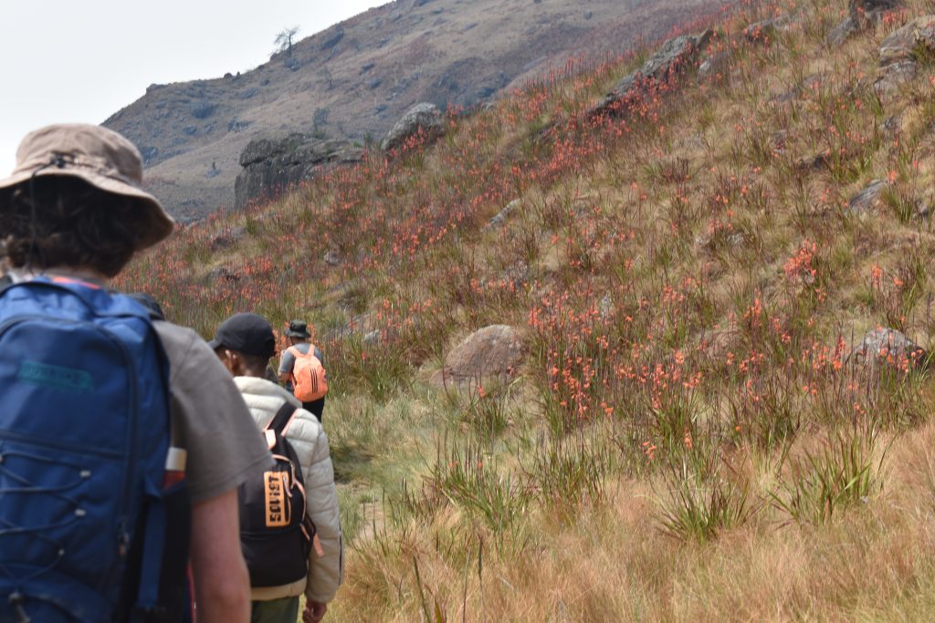 Hikers with backpacks heading up a grassy slope