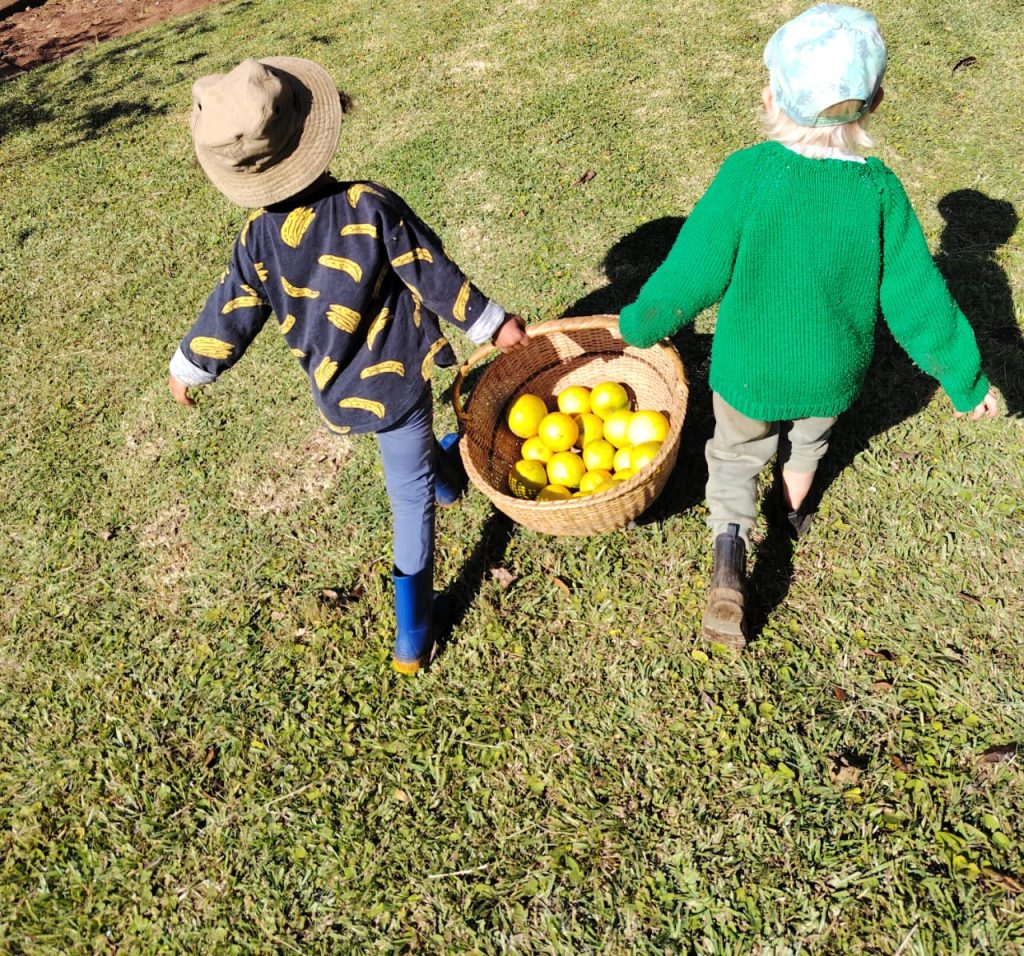Two young children carrying a basket of lemons across the lawn