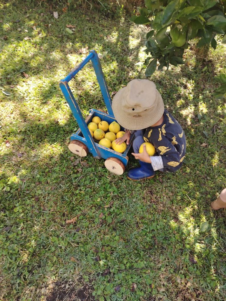 A toddler in a sunhat filling a wooden push cart with lemons