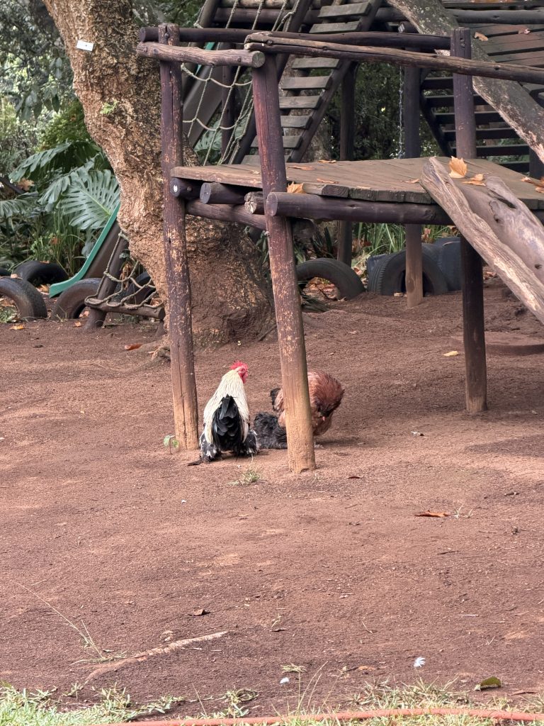 Chickens scratching under the wooden climbing frame