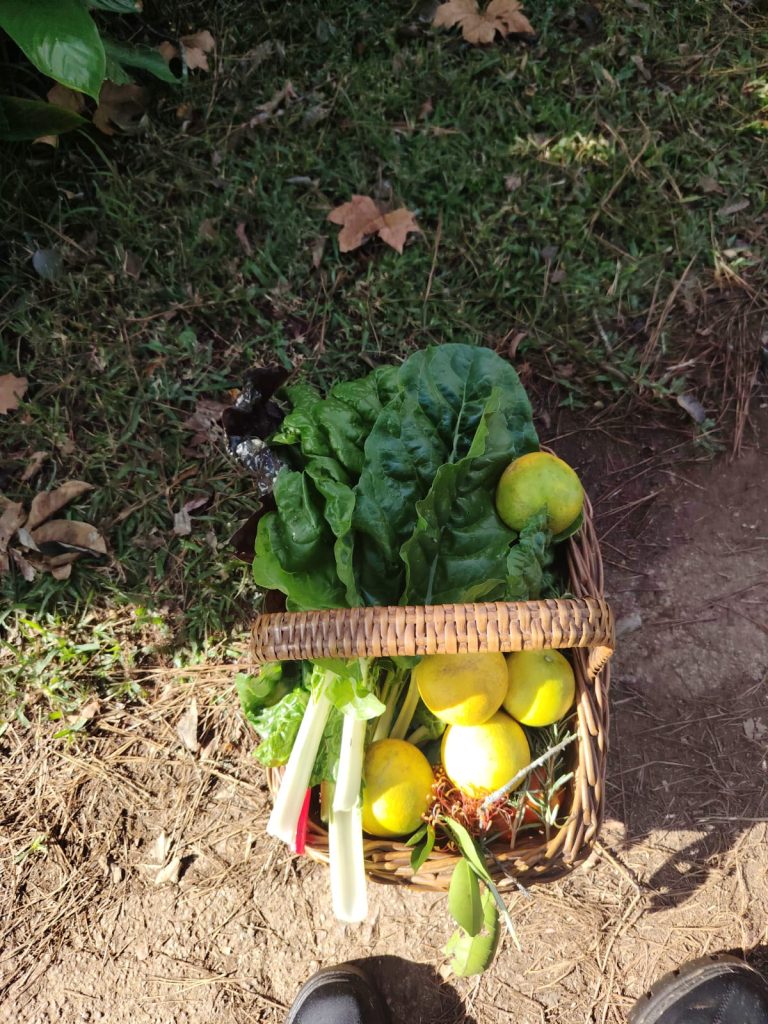 A basket of vegetables freshly picked from the school garden