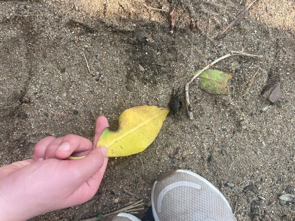 A child's hand holding a mangrove leaf