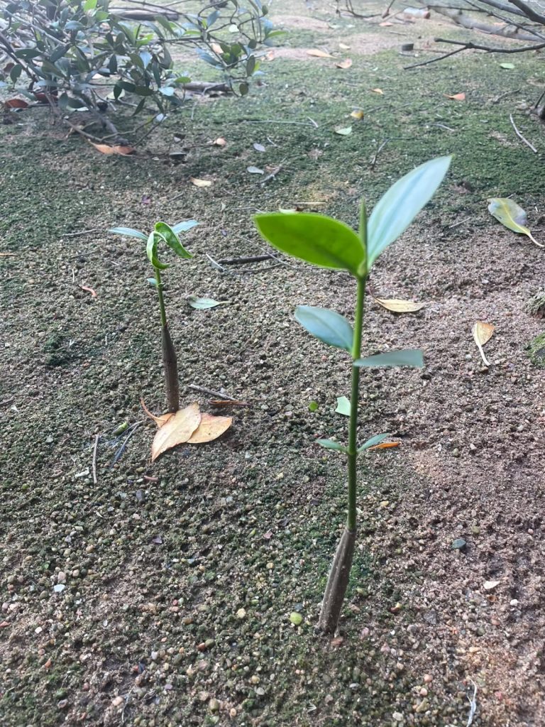 Mangrove seedlings growing in the mud