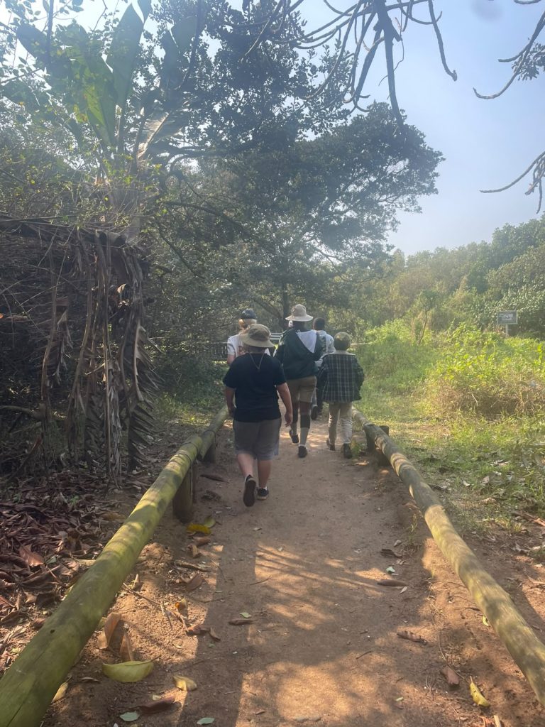 The boardwalk path through the mangrove forest